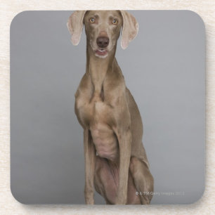 Weimaraner Sitzen, Studioschuß Getränkeuntersetzer