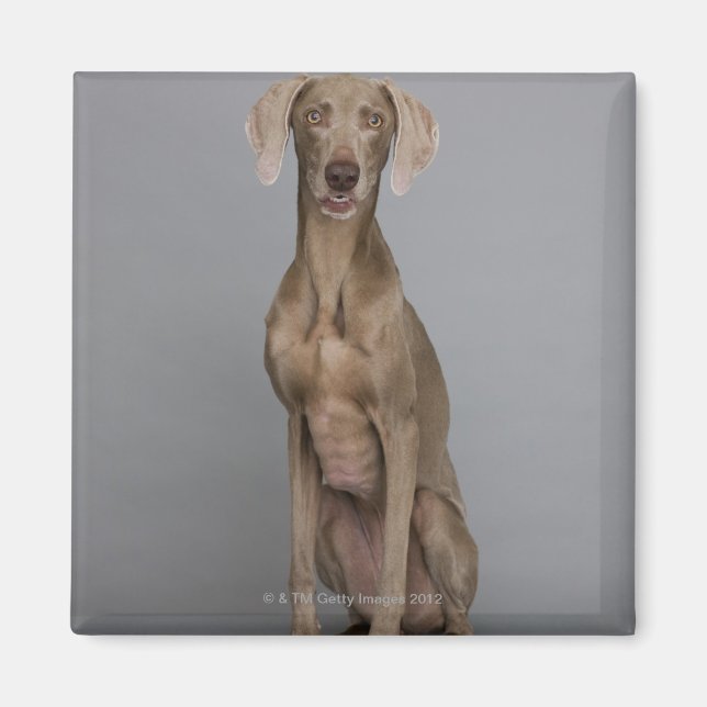 Weimaraner sitzend, Studio-Aufnahme Magnet (Vorne)