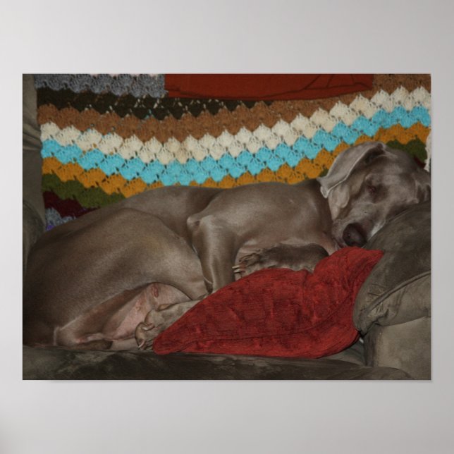 Weimaraner Snooze Poster (Vorne)