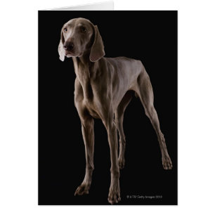 Weimaraner, Studioschuß