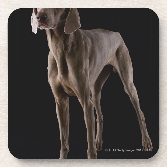 Weimaraner, Studioschuß Untersetzer (Vorderseite)