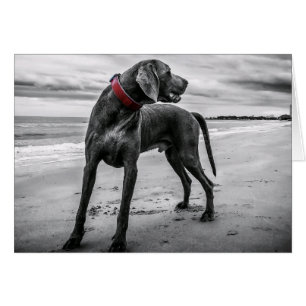 Weimaraner sur la carte blanche de plage