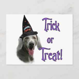 Weimaraner Trick Postkarte