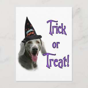 Weimaraner Trick Postkarte