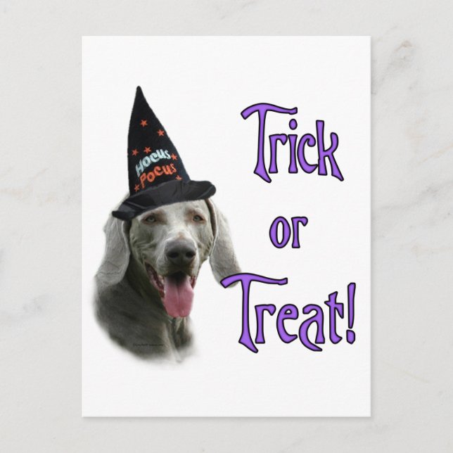 Weimaraner Trick Postkarte (Vorderseite)