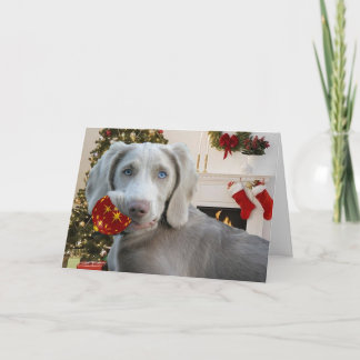 Weimaraner Weihnachtsgrüße Feiertagskarte