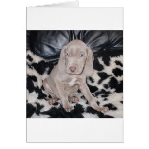 Weimaraner Welpe