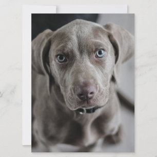 Weimaraner-Welpe Einladung