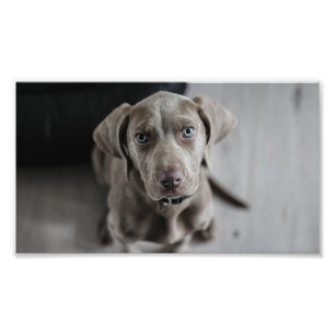 Weimaraner-Welpe Fotodruck