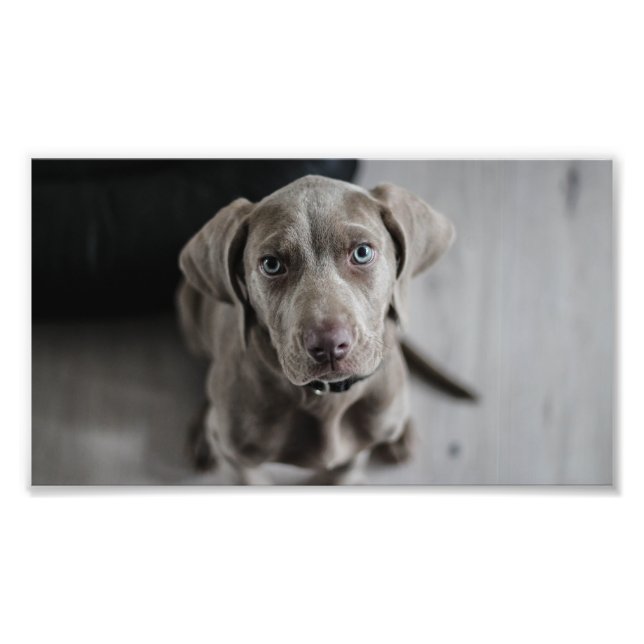 Weimaraner-Welpe Fotodruck (Vorne)