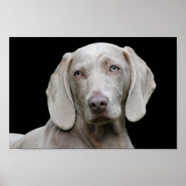 Weimaraner Welpenaugen-Poster Poster