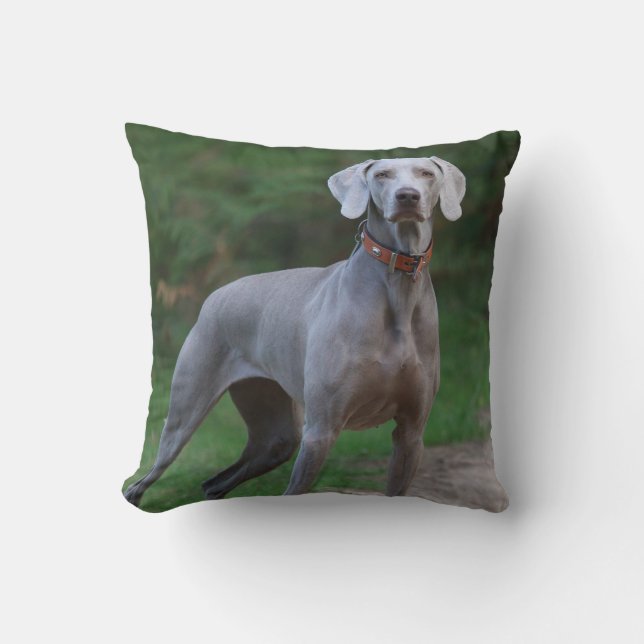 Weimaraner Welpenhund Kissen (Vorderseite)