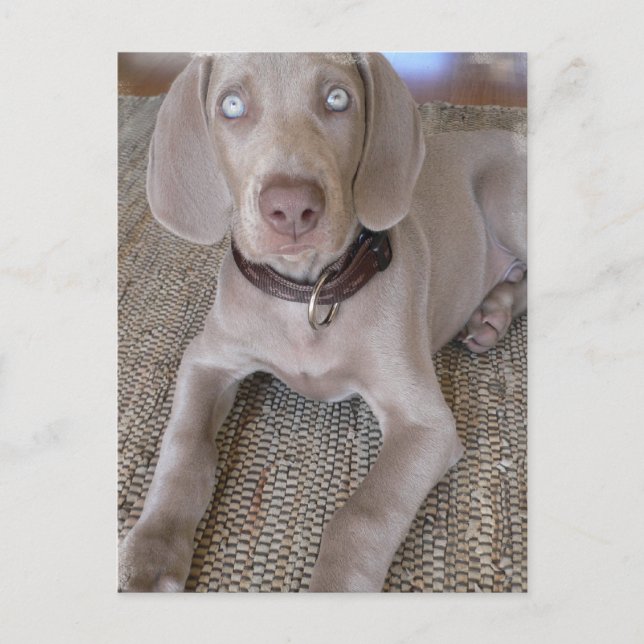 Weimaraner Welpenpostkarte Postkarte (Vorderseite)