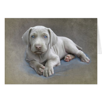Weimaraner Welppy