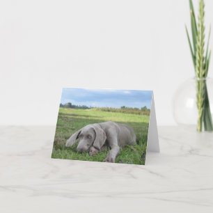 Weimaraner Welppy Notecard Karte
