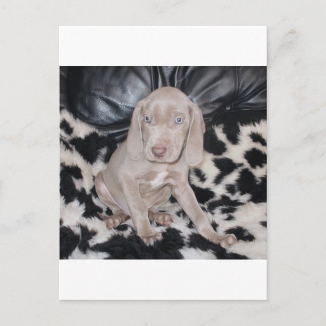 Weimaraner Welppy Postkarte (Vorderseite)
