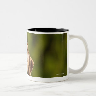 Weimaraner Zweifarbige Tasse