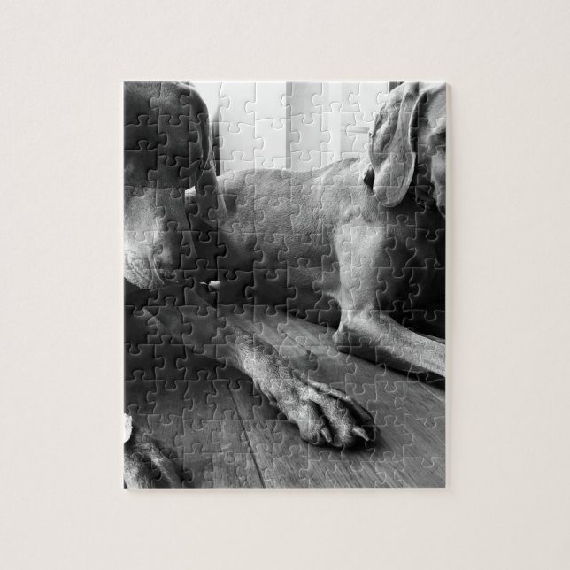 Weimaraners (Vertikal)