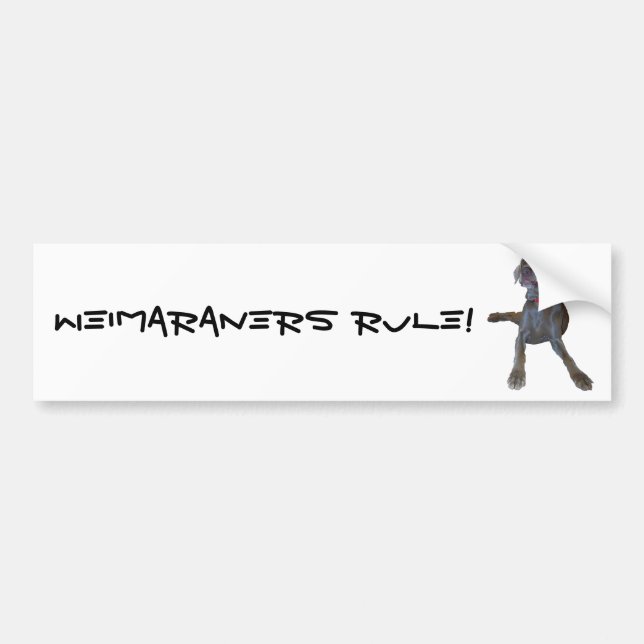 Weimaraners Regel! Autoaufkleber (Vorne)