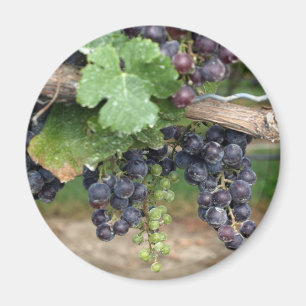 Wein auf der Rebe Magnet
