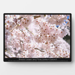 Weinbaum ("Nara Ichiban-Zakura") Fotoplatte