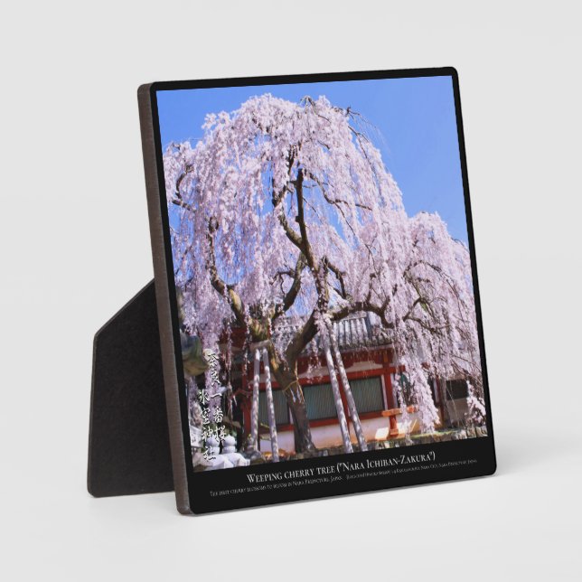 Weinbaum ("Nara Ichiban-Zakura") Fotoplatte (Vorderseite)