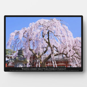 Weinbaum ("Nara Ichiban-Zakura") Fotoplatte