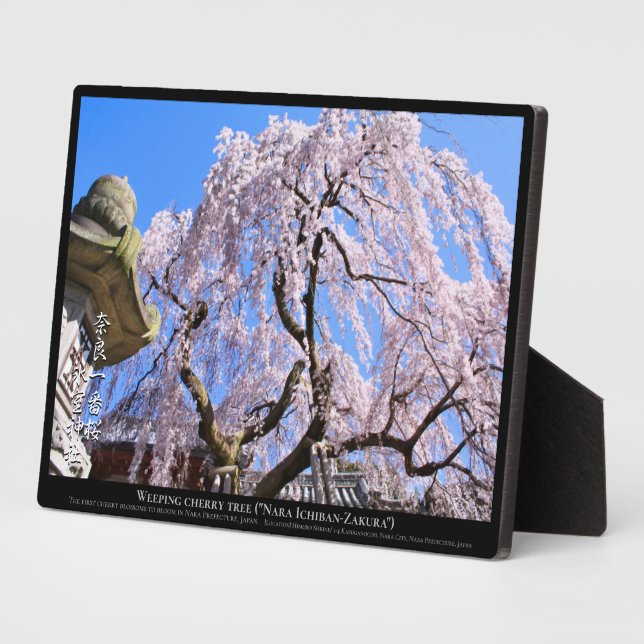 Weinbaum ("Nara Ichiban-Zakura") Fotoplatte (Seite)