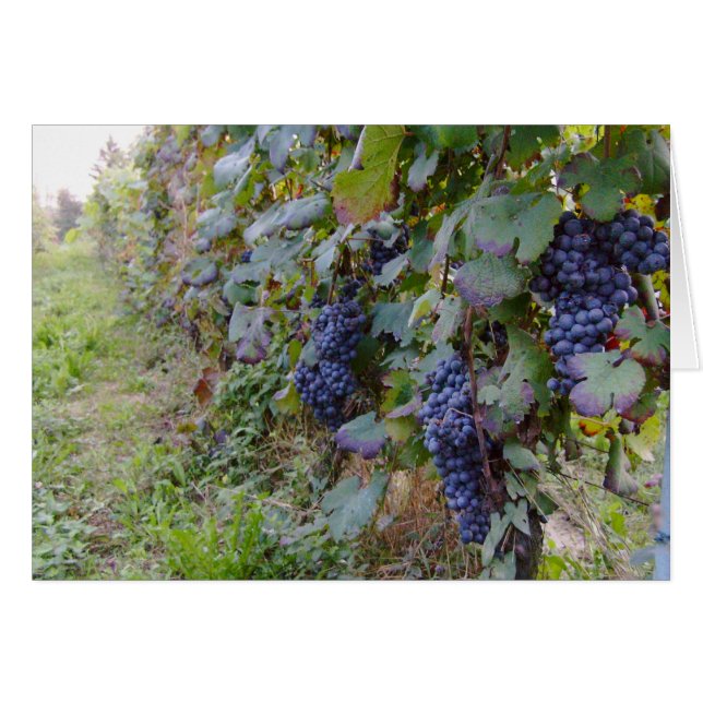 Weinberg (Vorderseite (Horizontal))