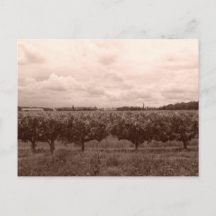 Weinberg 1 postkarte