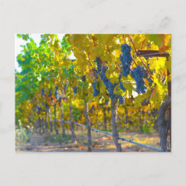 Weinberg im Napoleon Tal Postkarte