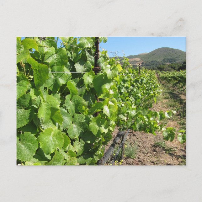 Weinberg in Buellton Kalifornien Postkarte (Vorderseite)