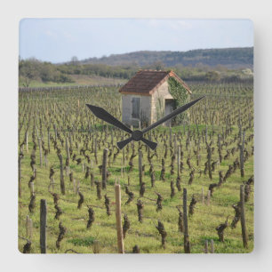 Weinberg in Burgund Frankreich Quadratische Wanduhr