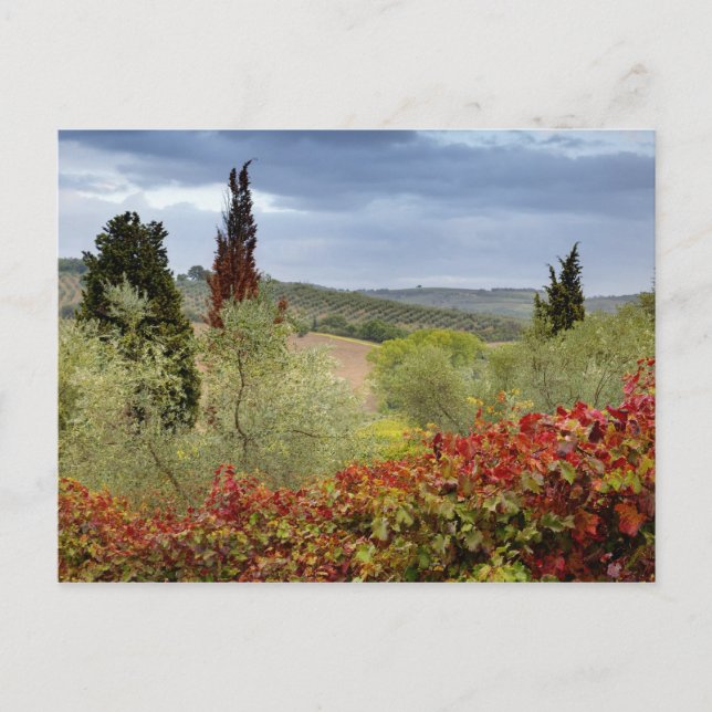 Weinberg in der Nähe von Montalcino, Toskana, Ital Postkarte (Vorderseite)
