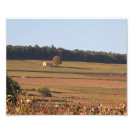 Weinberg in Frankreich, Fotografie, in der Nähe vo Fotodruck