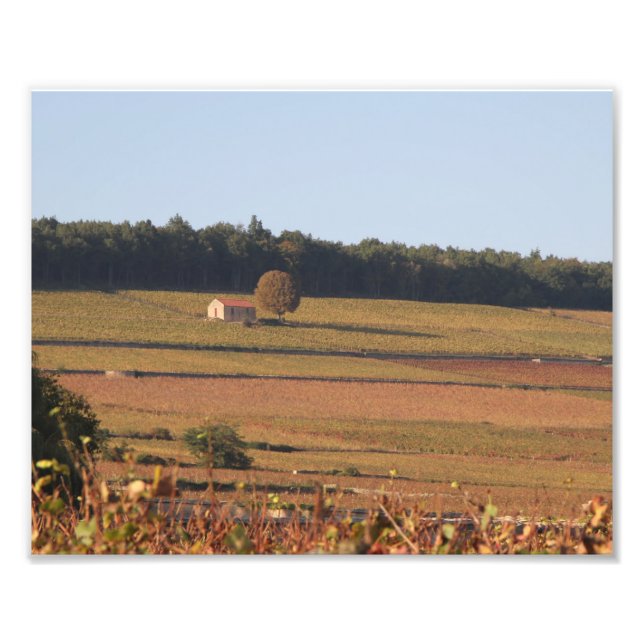 Weinberg in Frankreich, Fotografie, in der Nähe vo Fotodruck (Vorne)