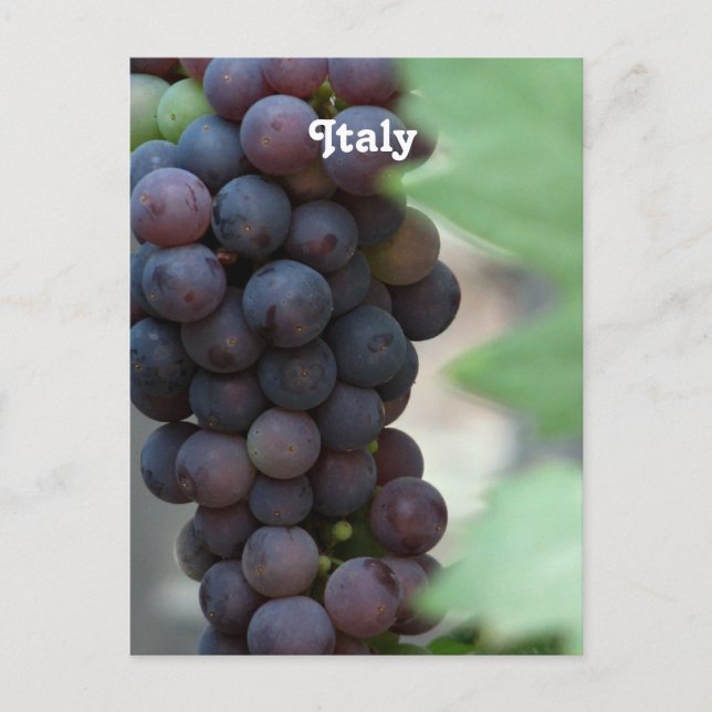 Weinberg in Italien Postkarte (Vorderseite)