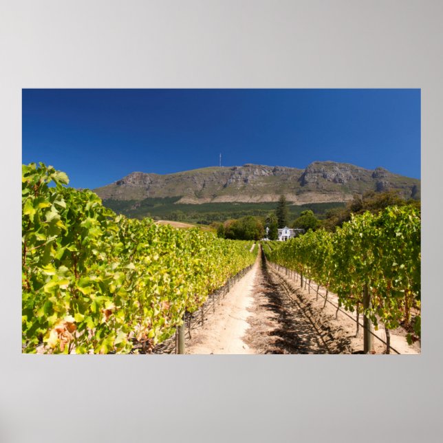 Weinberg, Kapstadt, Western Kapstadt, Südafrika Poster (Vorne)