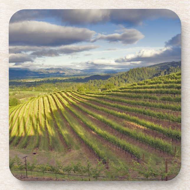 Weinberg. Napa-Tal. Napa. Napa-Landkreis Getränkeuntersetzer (Vorderseite)