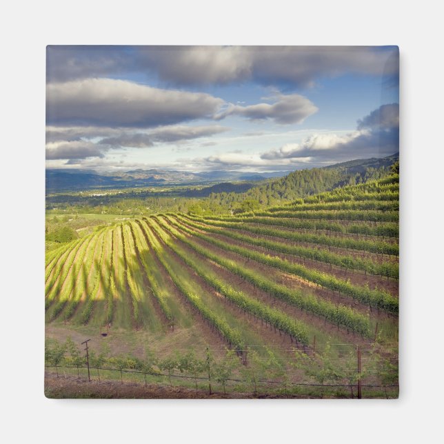 Weinberg. Napa-Tal. Napa. Napa-Landkreis, Magnet (Vorne)