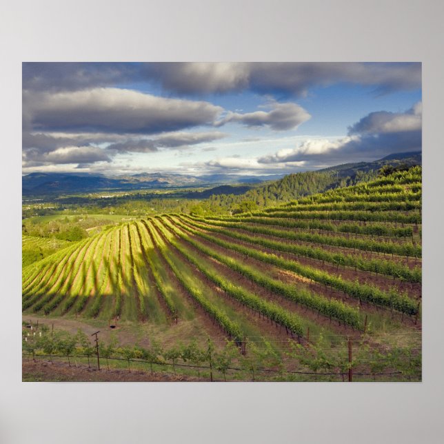 Weinberg. Napa-Tal. Napa. Napa-Landkreis, Poster (Vorne)