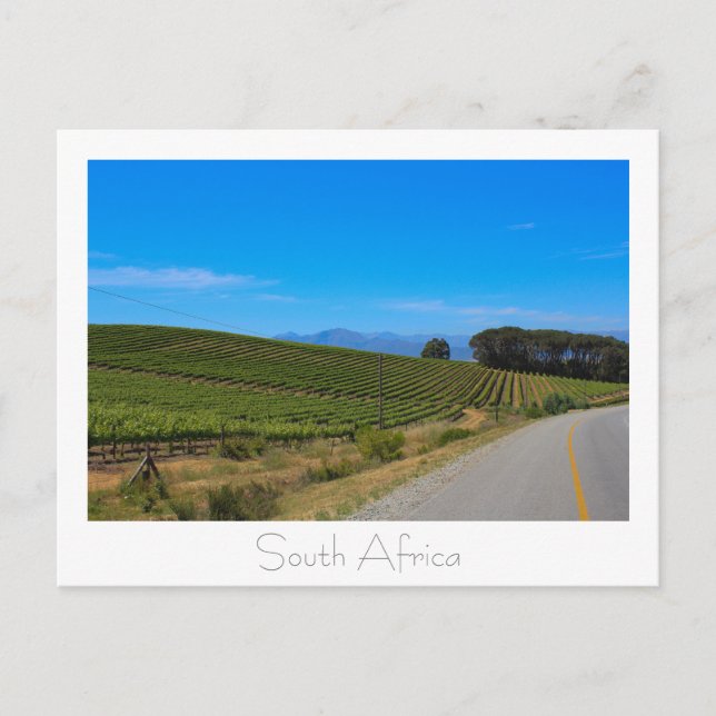 Weinberg Natureview Südafrika SA Postkarte (Vorderseite)