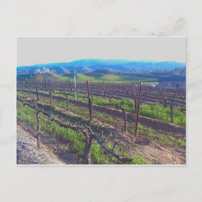 Weinberg Postkarte (Vorderseite)