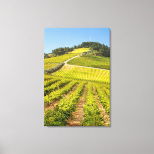 Weinberg, Stellenbosch, Western Leinwanddruck