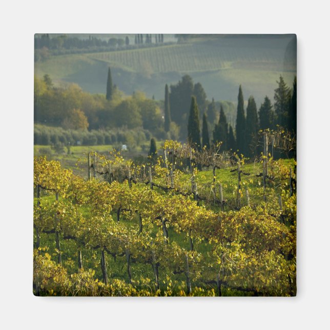 Weinberg, Toskana, Italien Magnet (Vorne)