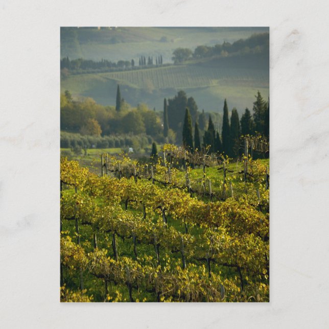 Weinberg, Toskana, Italien Postkarte (Vorderseite)