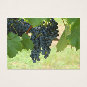 Weinberg-Trauben