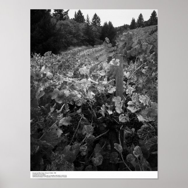 Weinberg und Hügel, Draper Vineyard, 1966 Poster (Vorne)
