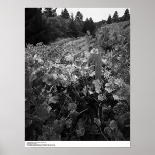 Weinberg und Hügel, Textilkaufmann Vineyard, 1966 Poster