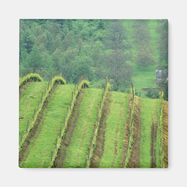 Weinberge bei Newberg Oregon Magnet (Vorne)